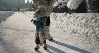 Собака Бакс, зимовий одяг та взуття для собак Собака Бакс, зимовий одяг та взуття для собак