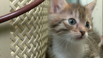 Евакуювали з фронту: у Черкасах шукають родину кошенятам зі сходу Евакуювали з фронту: у Черкасах шукають родину кошенятам зі сходу