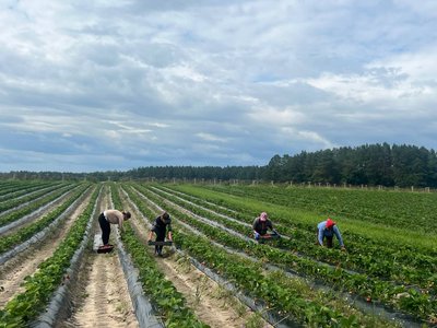 "Вирощування суниці — частина мого життя" — підприємець про релокацію бізнесу на Житомирщину "Вирощування суниці — частина мого життя" — підприємець про релокацію бізнесу на Житомирщину