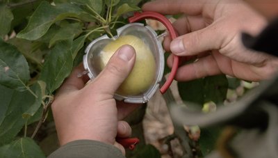 На радість закоханим: фермерське господарство з Черкащини вирощує яблука у формі серця На радість закоханим: фермерське господарство з Черкащини вирощує яблука у формі серця
