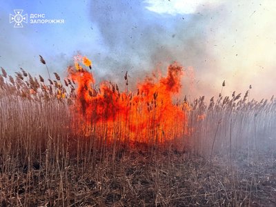 У Запоріжжі у плавневій зоні Дніпра вигоріло 2,5 гектара – ДСНС У Запоріжжі у плавневій зоні Дніпра вигоріло 2,5 гектара – ДСНС