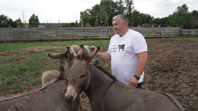 Бублик та Бубочка охороняють корів від хижаків: як на Чернігівщині розводять віслюків Бублик та Бубочка охороняють корів від хижаків: як на Чернігівщині розводять віслюків