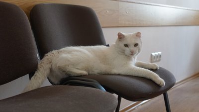 Знайшов хазяйку за кілька кілометрів: історія сумського кота Коттона Знайшов хазяйку за кілька кілометрів: історія сумського кота Коттона