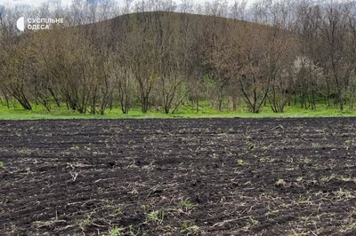 Пластик, шини та побілка: 10 звичних рішень, що шкодять вашому саду Пластик, шини та побілка: 10 звичних рішень, що шкодять вашому саду