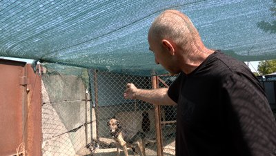 Черкаські волонтери заявили, що собак з притулку випустили в місто: що кажуть комунальники Черкаські волонтери заявили, що собак з притулку випустили в місто: що кажуть комунальники