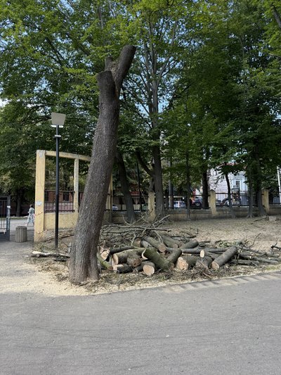 дерева парк Шевченка Чернівці дерева парк Шевченка Чернівці