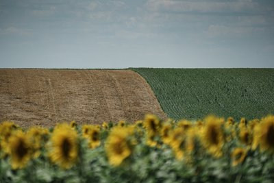 Поля у Лозівському районі Харківської області Поля у Лозівському районі Харківської області