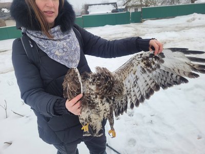 Канюк-зимняк, птах, НПП "Дністровський каньйон", 17 лютого 2026, Тернопіль Канюк-зимняк, птах, НПП "Дністровський каньйон", 17 лютого 2026, Тернопіль