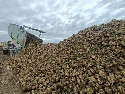"Цього року повезло з погодою": на Волині завершили збір цукрових буряків "Цього року повезло з погодою": на Волині завершили збір цукрових буряків