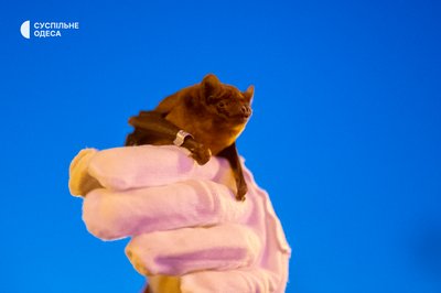 Вперше в Одесі: 27 кажанів повернулися у своє природне середовище