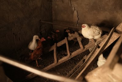 “Дам гроші та відро меду”. Житель Сумщини хоче віддячити оператору безпілотника, який перехопив російський дрон
