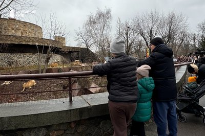 У столичному зоопарку африканські леви відсвяткували своє довголіття — 16 років