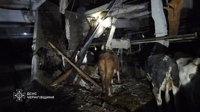 Вбило корову через обстріл на Чернігівщині: РФ безпілотником поцілила по корівнику Вбило корову через обстріл на Чернігівщині: РФ безпілотником поцілила по корівнику