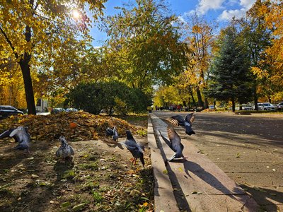 Осіння фотопрогулянка Шодуарівським парком у Житомирі Осіння фотопрогулянка Шодуарівським парком у Житомирі
