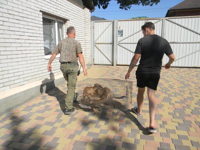 На Одещині двох врятованих під завалами лисенят випустили у дику природу На Одещині двох врятованих під завалами лисенят випустили у дику природу