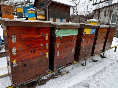 "Головне — врятувати від голоду": як вінницький пасічник допомагає бджолам перезимувати "Головне — врятувати від голоду": як вінницький пасічник допомагає бджолам перезимувати