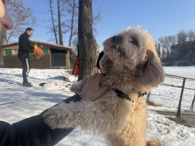 “Знімає стрес від нічних атак”: як сум'яни купаються у крижаній воді “Знімає стрес від нічних атак”: як сум'яни купаються у крижаній воді