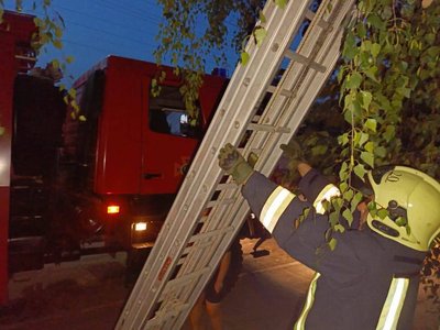 Застосували освітлювальну щоглу: на Черкащині кішку зняли з висоти пʼяти метрів Застосували освітлювальну щоглу: на Черкащині кішку зняли з висоти пʼяти метрів