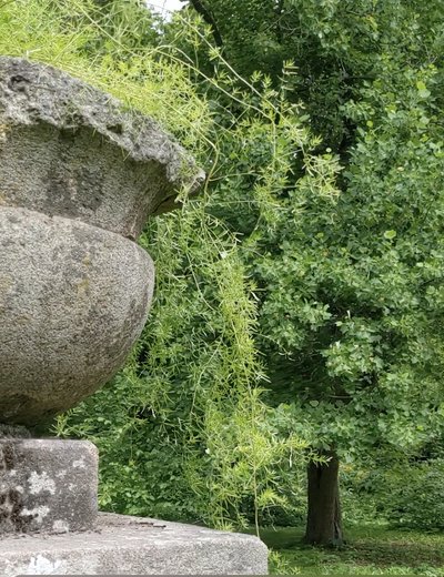 Тюльпани на дереві: на Черкащині можна помилуватися екзотичною красою Тюльпани на дереві: на Черкащині можна помилуватися екзотичною красою