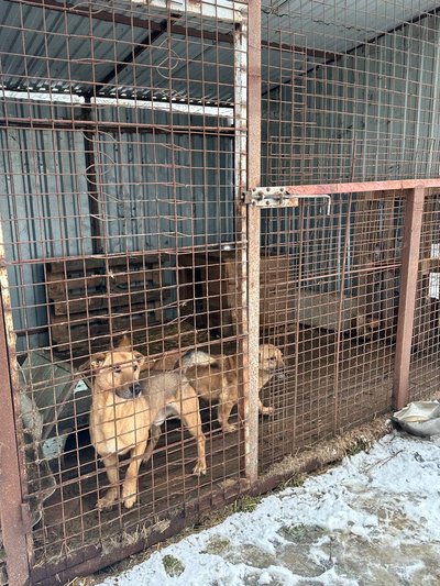 Тварини у хмельницькому притулку, який відвідали студенти Тварини у хмельницькому притулку, який відвідали студенти
