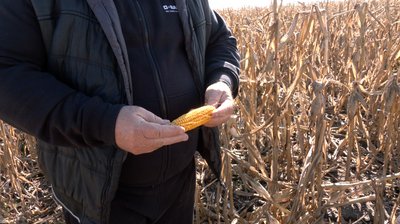 Кукурудза згоріла Кукурудза згоріла