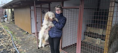 "Вони були мені родиною". У Кривому Розі девʼять котів та собак загинули у пожежі "Вони були мені родиною". У Кривому Розі девʼять котів та собак загинули у пожежі