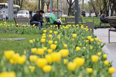 Тюльпани у Львові Тюльпани у Львові