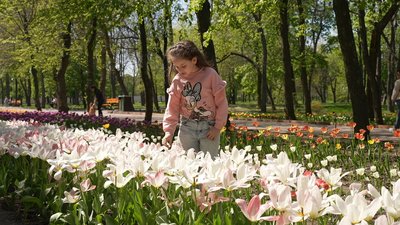 Очікують понад чотири мільйони: у кропивницькому Дендропарку квітнуть тюльпани Очікують понад чотири мільйони: у кропивницькому Дендропарку квітнуть тюльпани
