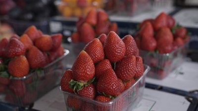 Полуничний сезон у Вінниці: ціни стартують від 180 гривень за кілограм Полуничний сезон у Вінниці: ціни стартують від 180 гривень за кілограм