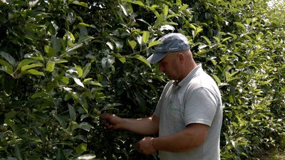 Дефіцит яблук: у Вінниці на 75 % здорожчали Дефіцит яблук: у Вінниці на 75 % здорожчали