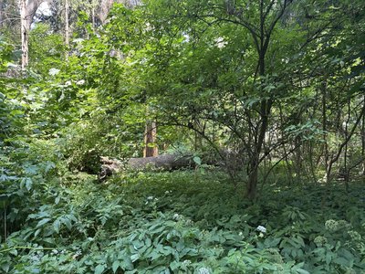 Занедбана пам'ятка садово-паркового мистецтва на Житомирщині: у Івницькому парку падають аварійні дерева Занедбана пам'ятка садово-паркового мистецтва на Житомирщині: у Івницькому парку падають аварійні дерева