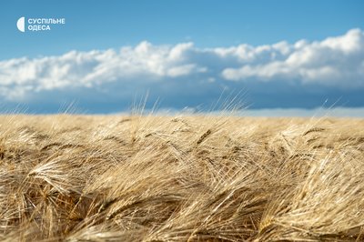 На Одещині розпочалися жнива: аграрії збирають озимий ячмінь і горох На Одещині розпочалися жнива: аграрії збирають озимий ячмінь і горох
