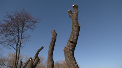 Обрізають верби довкола озера у Гідропарку: що кажуть екологи та рівняни Обрізають верби довкола озера у Гідропарку: що кажуть екологи та рівняни