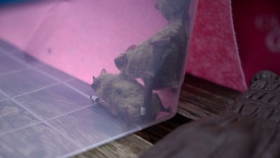 У Кропивницькому випустили в природу врятованих кажанів