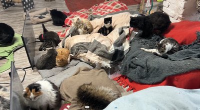 "Вони кричать, коли замерзають": як зооволонтери рятують котів від холоду на Рівненщині "Вони кричать, коли замерзають": як зооволонтери рятують котів від холоду на Рівненщині