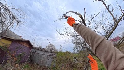 Як обрізати дерева навесні, щоб не втратити врожай: терміни, методи, інструменти Як обрізати дерева навесні, щоб не втратити врожай: терміни, методи, інструменти