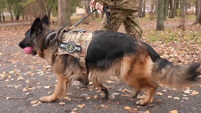 Тренується щодня по три години й любить масаж: у кропивницькому підрозділі Нацгвардії служить вівчарка Герда Тренується щодня по три години й любить масаж: у кропивницькому підрозділі Нацгвардії служить вівчарка Герда