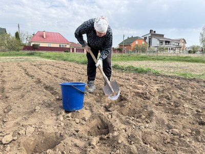 Рання висадка картоплі на Полтавщині: коли треба починати садити Рання висадка картоплі на Полтавщині: коли треба починати садити