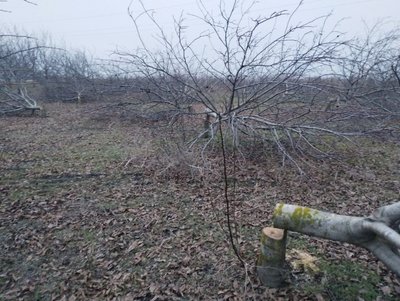 За ніч спиляли 182 горіхи. Фермер з Кіровоградщини пропонує винагороду за зрубані дерева За ніч спиляли 182 горіхи. Фермер з Кіровоградщини пропонує винагороду за зрубані дерева