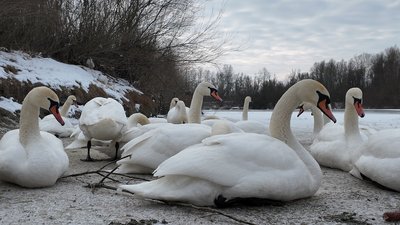 Лебеді на Пруті у Маршинцях Лебеді на Пруті у Маршинцях