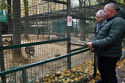 Вовк, якого вилучили у контрабандистів, у вольєрі до екопарку Вовк, якого вилучили у контрабандистів, у вольєрі до екопарку
