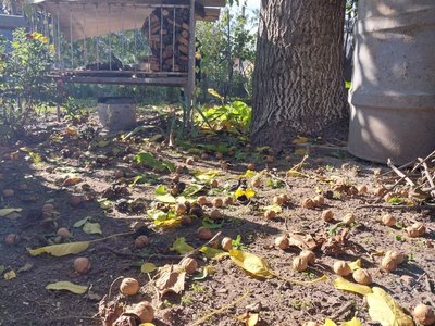 Атака Сум “шахедами”: що розповіли очевидці Атака Сум “шахедами”: що розповіли очевидці
