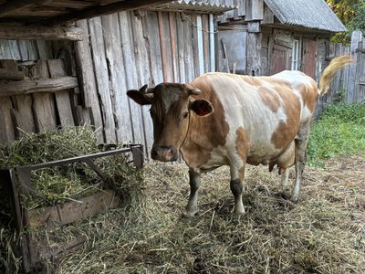 Троє людей серед порожніх хат: історія родини, яка живе у хуторі Хоменкове на Кролевеччині Троє людей серед порожніх хат: історія родини, яка живе у хуторі Хоменкове на Кролевеччині