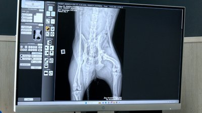 На Вінниччині ветеран намагався врятувати оленя після ДТП На Вінниччині ветеран намагався врятувати оленя після ДТП