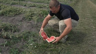 Японські, тайські та італійські: ветеран із Чернігівщини вирощує 20 сортів кавунів
