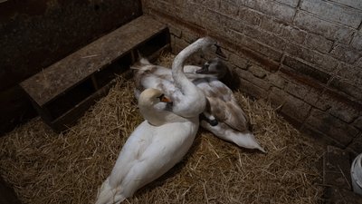 "Морози для них не страшні". Як у Сумах рятували лебедів "Морози для них не страшні". Як у Сумах рятували лебедів