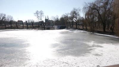 Обрізають верби довкола озера у Гідропарку: що кажуть екологи та рівняни Обрізають верби довкола озера у Гідропарку: що кажуть екологи та рівняни