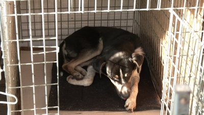 Понад 100 собак живуть у Центр стерилізації тварин у Рівному