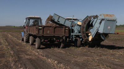 Фермери збирають врожай картоплі з допомогою тракторів Фермери збирають врожай картоплі з допомогою тракторів
