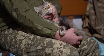 "Маленький антистрес у нас". Кішка Муся несе службу разом з бійцями 128-ї бригади "Дике поле" "Маленький антистрес у нас". Кішка Муся несе службу разом з бійцями 128-ї бригади "Дике поле"